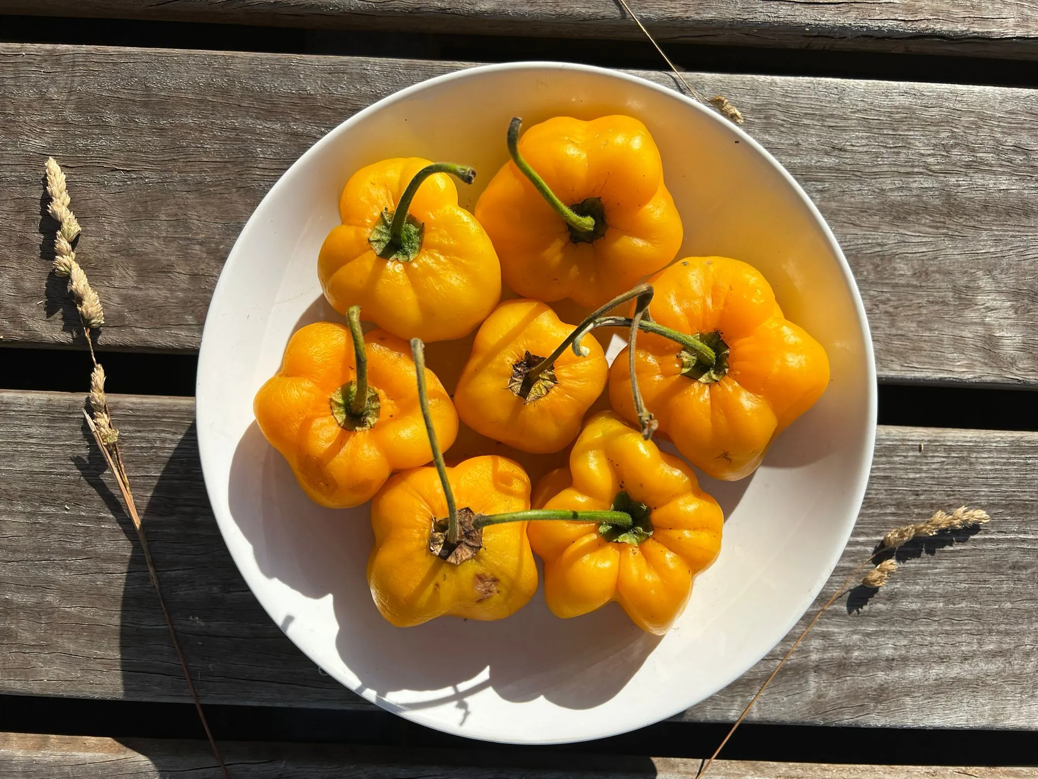 Seed Freaks - Chilli - Yellow Rocoto