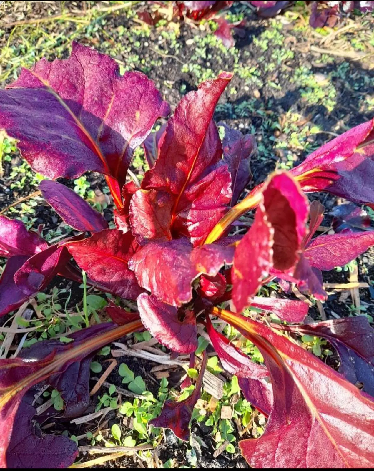 Seed Freaks - Beetroot - Red Devil - Image 2
