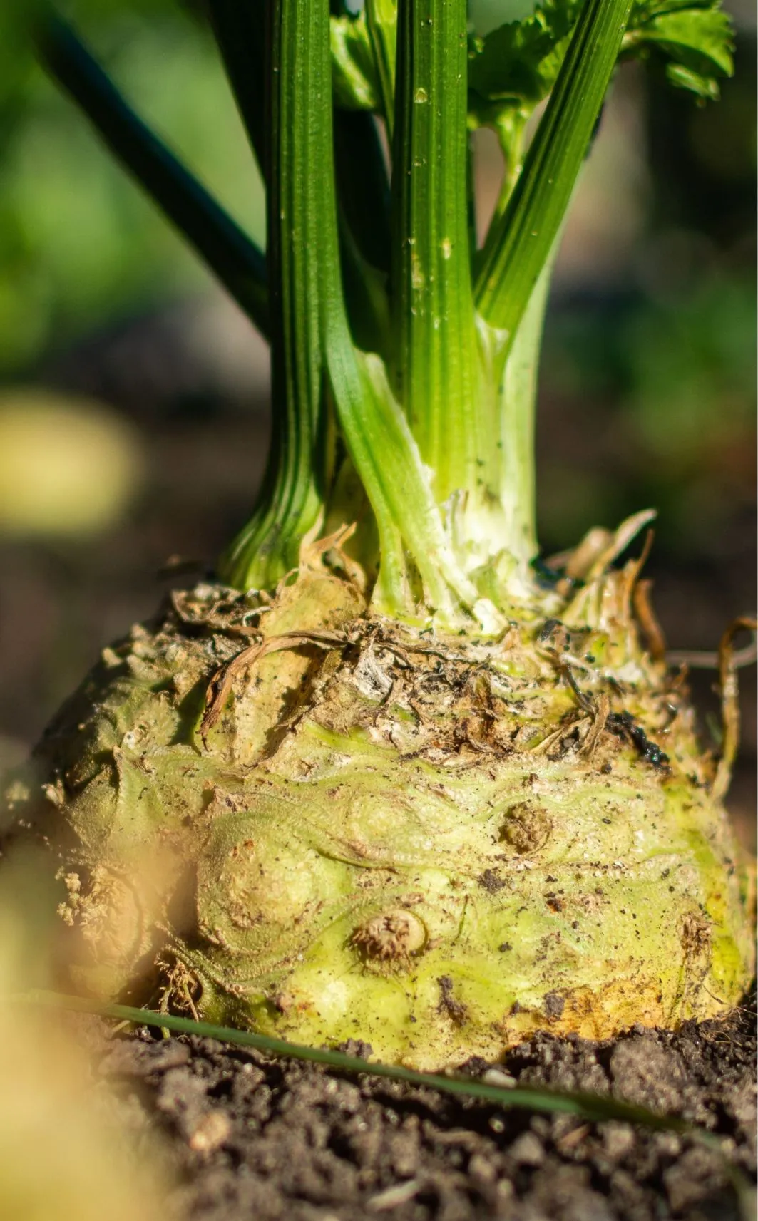 Celeriac - White Alabaster