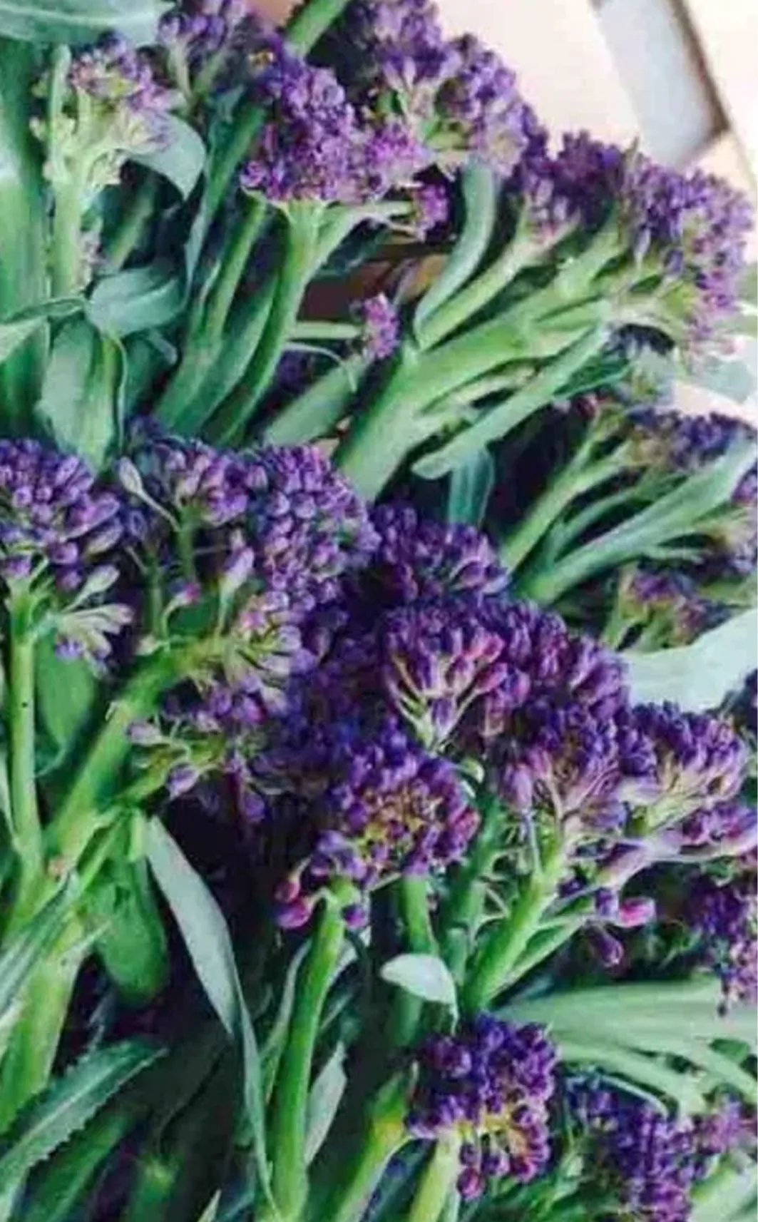 Seed Freaks - Brassica - Broccoli - Purple Sprouting