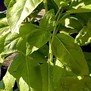 Seed Freaks - Herbs - Basil - Italian Large Leaf