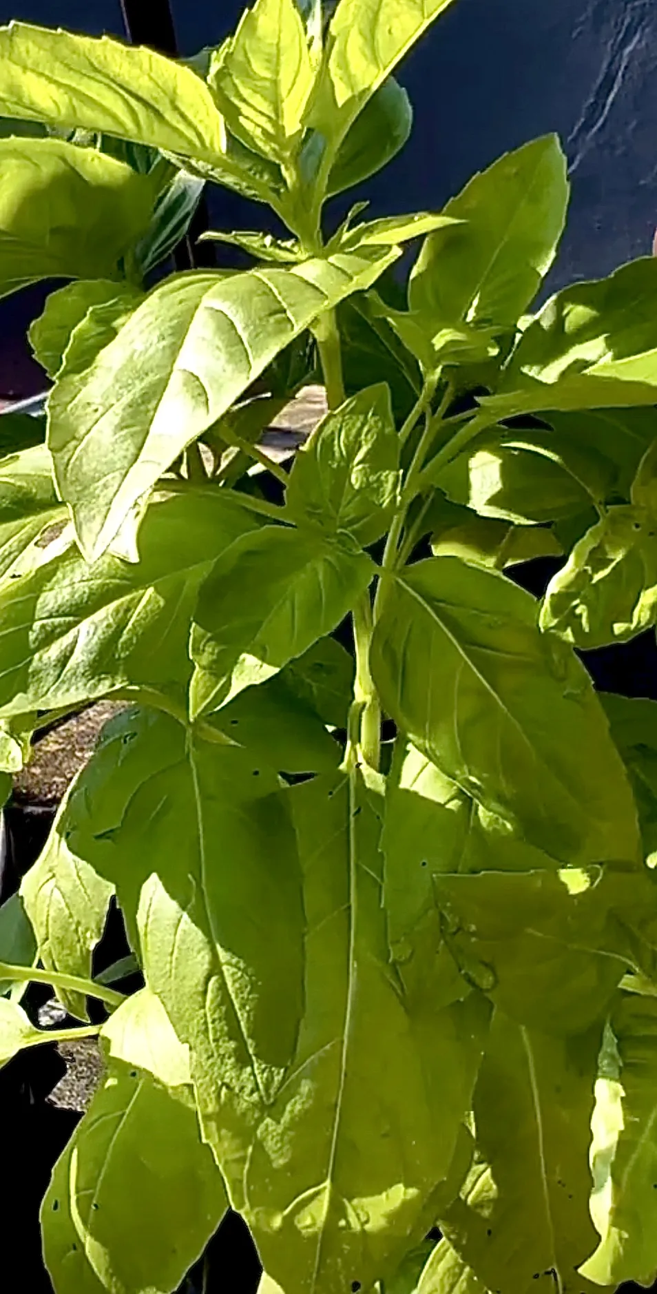 Seed Freaks - Herbs - Basil - Italian Large Leaf