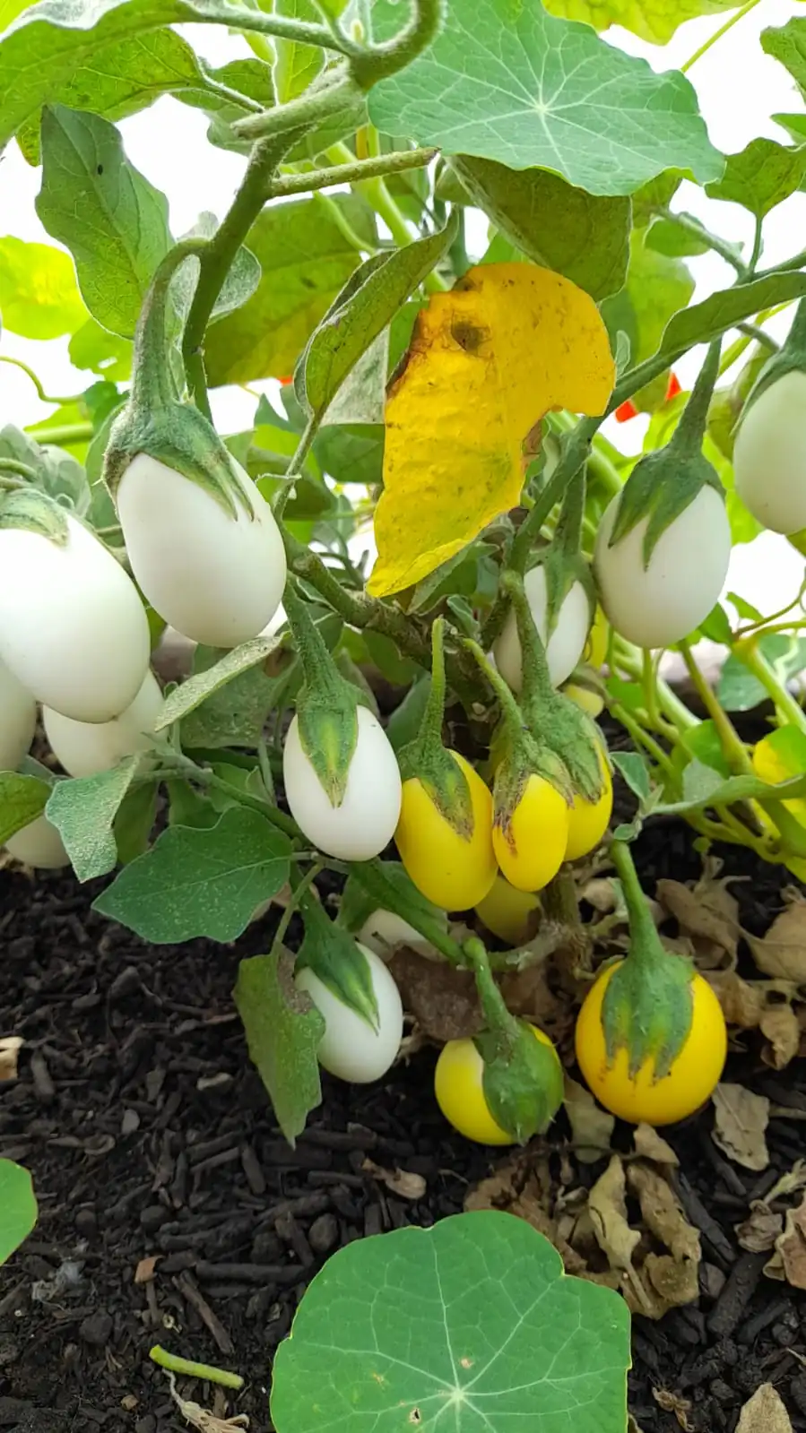 Seed Freaks - Eggplant - Golden Egg