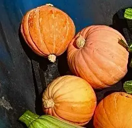 Seed Freaks - Pumpkin - Golden Nugget