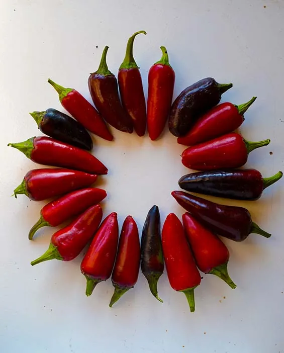 Seed Freaks - Chilli - Hungarian Black