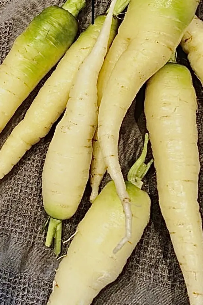 Seed Freaks - Lunar White