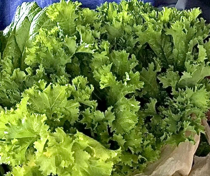 Seed Freaks - Specialty Greens: Myers Family Mustard