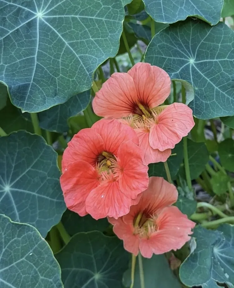 Seed Freaks - Flowers - Nasturtiums
