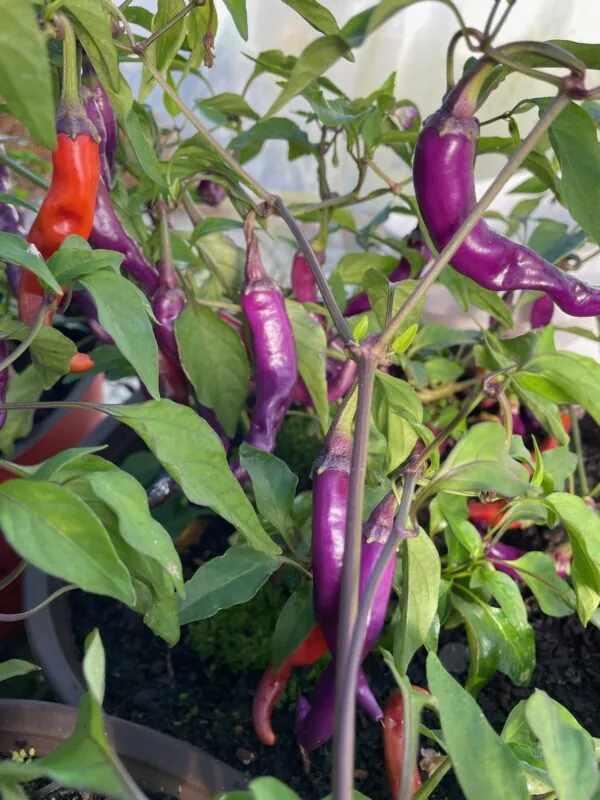 Seed Freaks - Chilli - Buena Mulata - Image 2