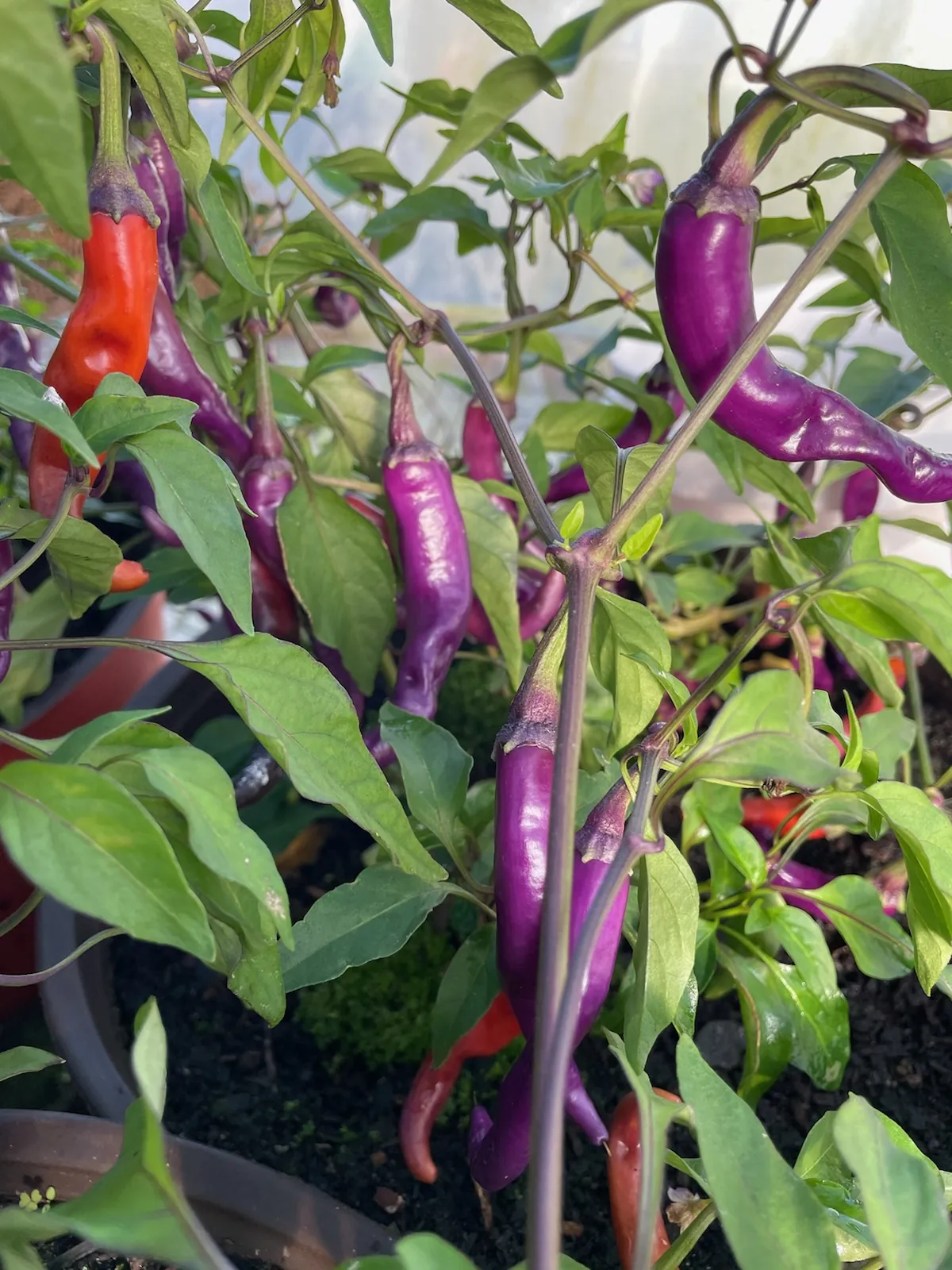 Seed Freaks - Chilli - Buena Mulata - Image 2