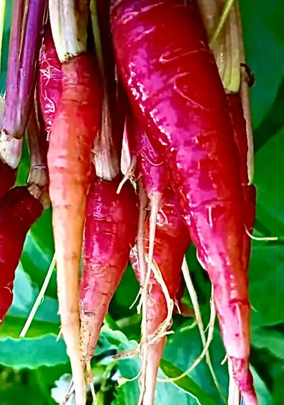 Seed Freaks - Rouge Sang Violette