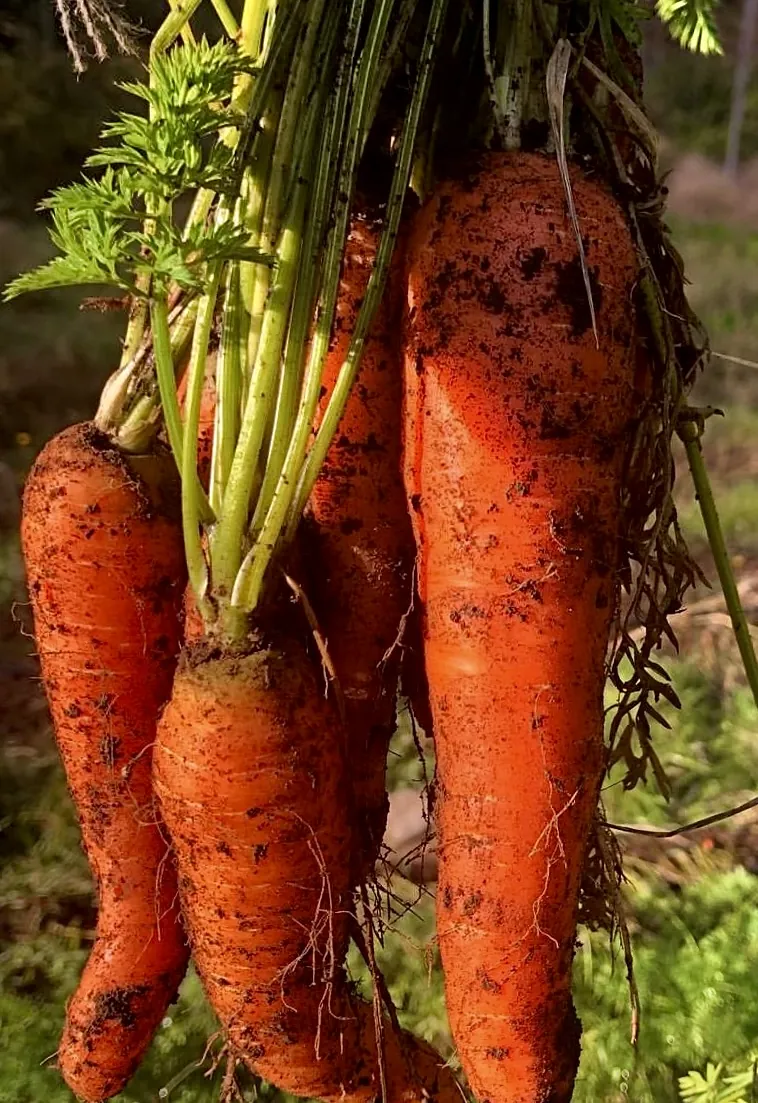Seed Freaks - Carrots - St Valery