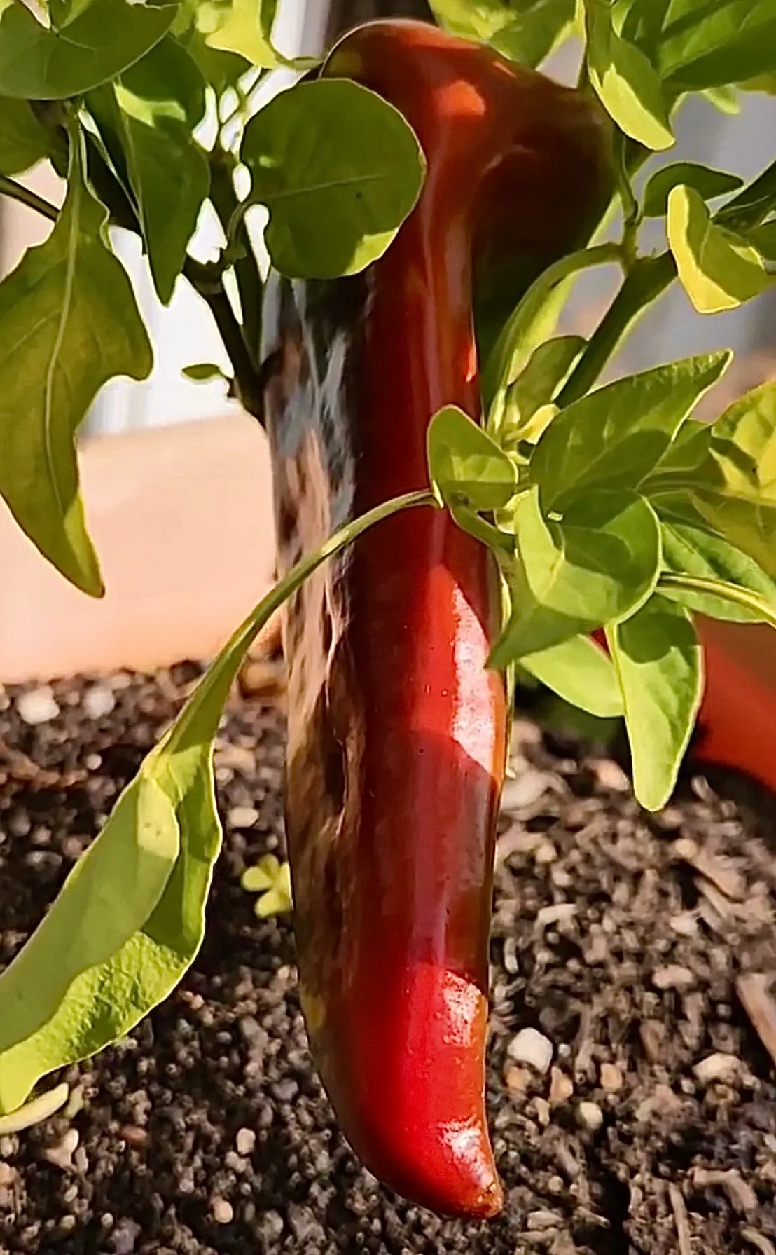 Seed Freaks - Capsicum  Corno Di Toro