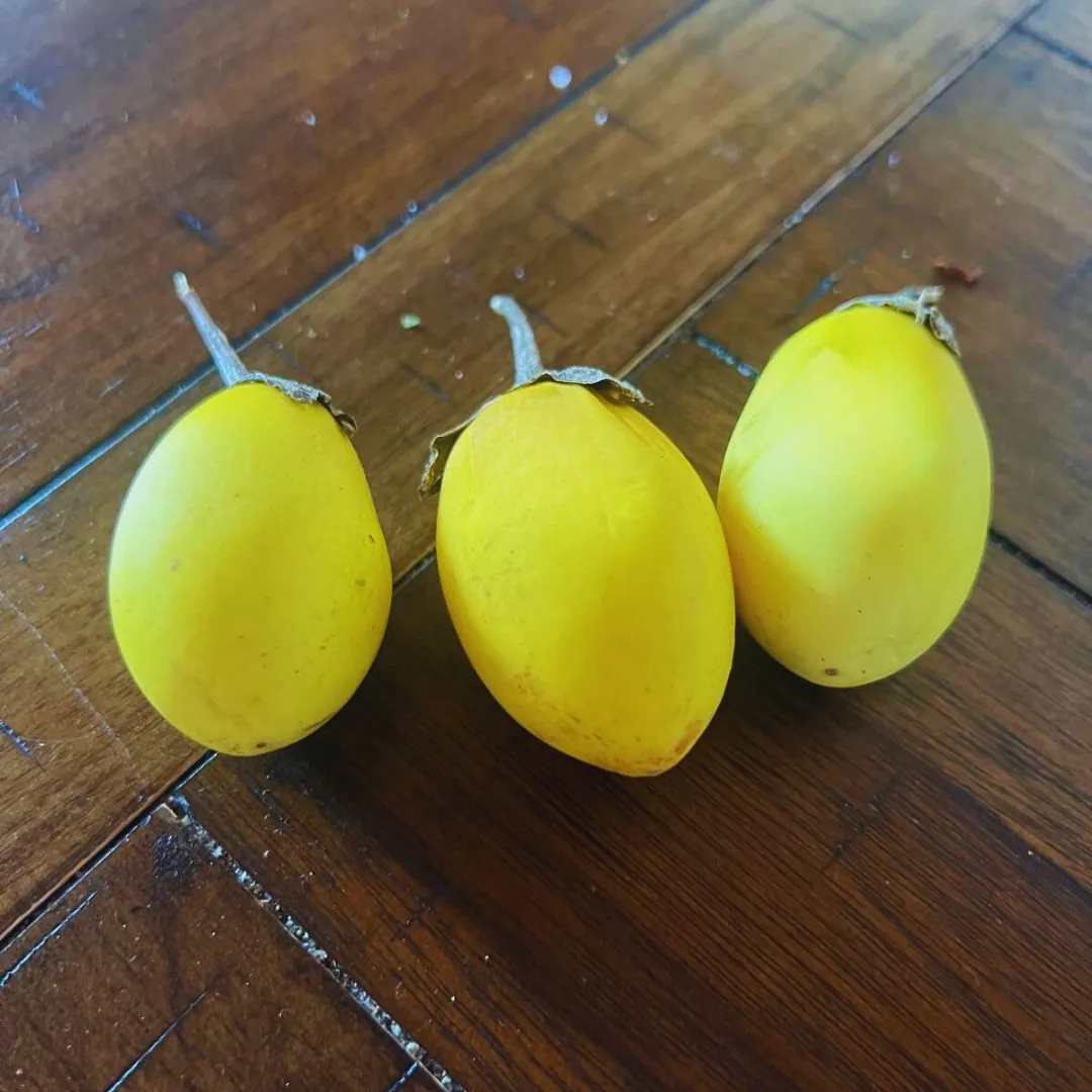 Seed Freaks - Eggplant - Golden Egg - Image 2