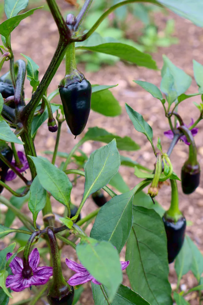 Seed Freaks - Chilli - Hungarian Black - Image 2