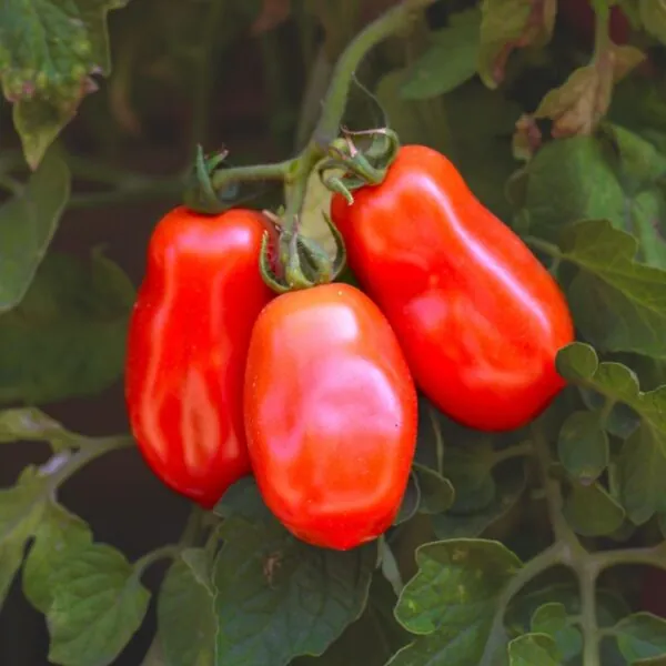 Tomato - Mamma Mia