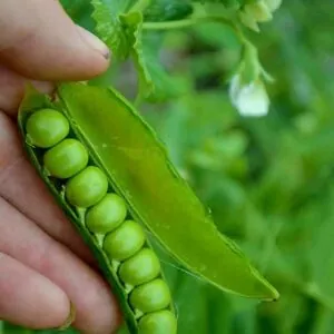 Seed Freaks - Peas - Meteor