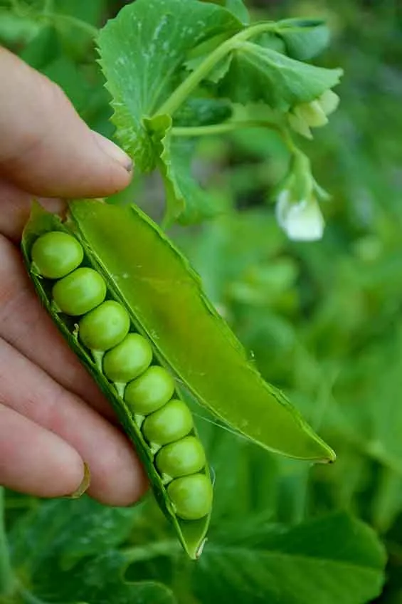 Seed Freaks - Peas - Meteor