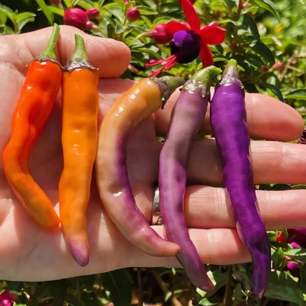 Seed Freaks - Chilli - Buena Mulata