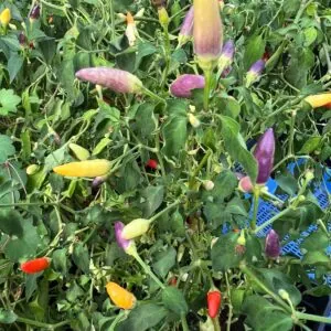 Seed Freaks - Chilli - Numex Twilight Rainbow