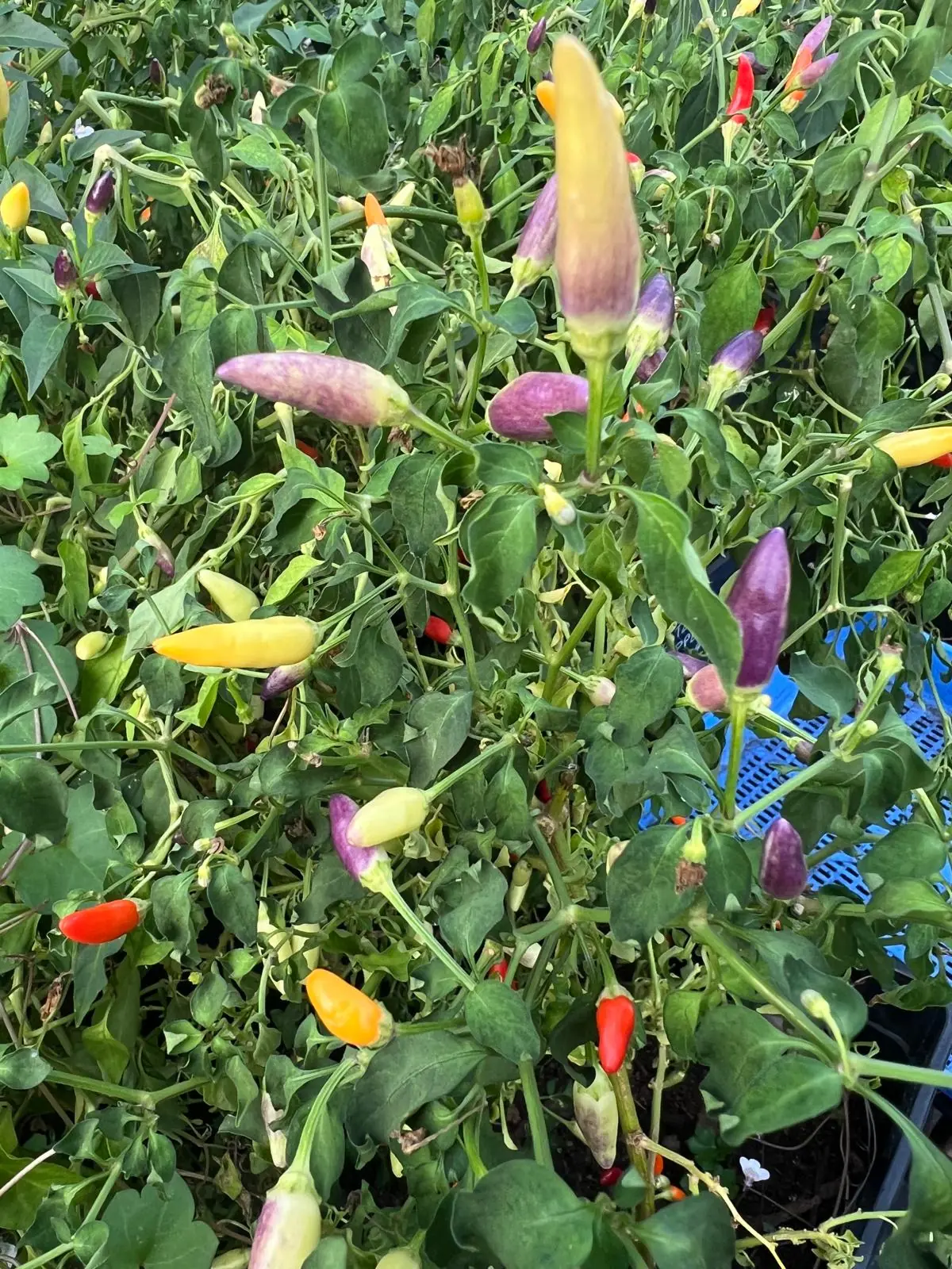 Seed Freaks - Chilli - Numex Twilight Rainbow