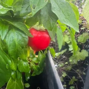 Seed Freaks - Chilli Pepper: Hot Balls of Fire
