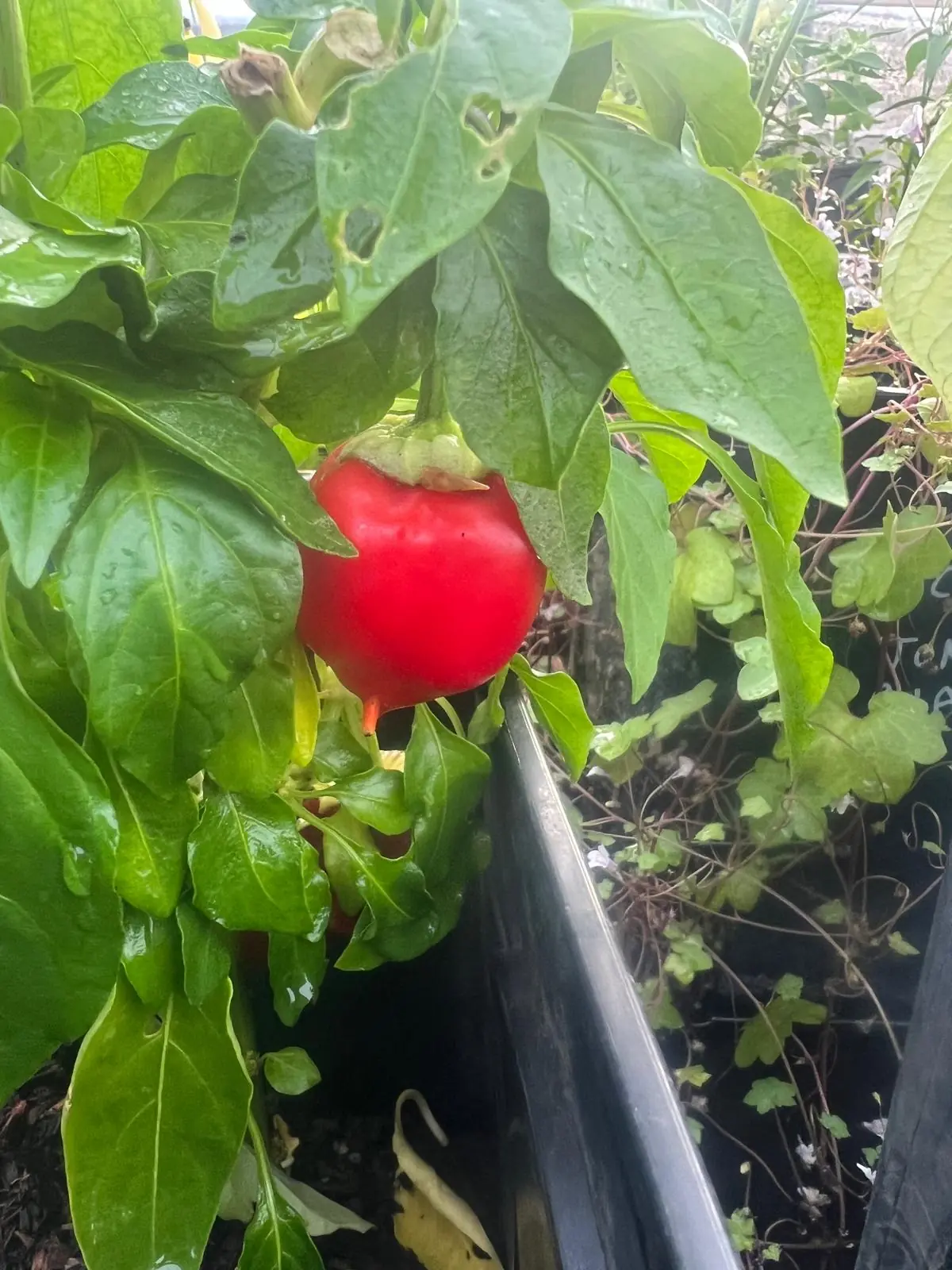 Seed Freaks - Chilli Pepper: Hot Balls of Fire