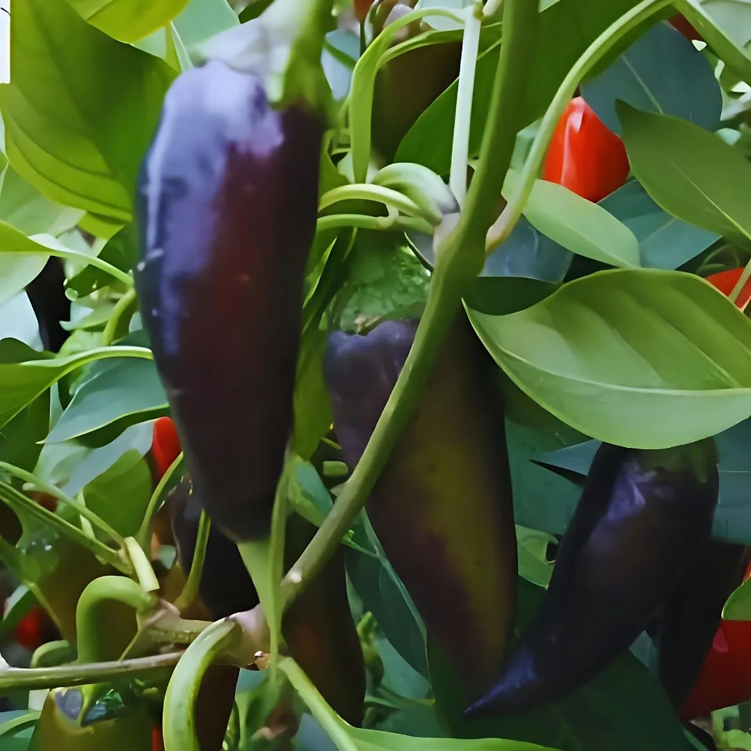 Seed Freaks - Chilli - Shishito Black
