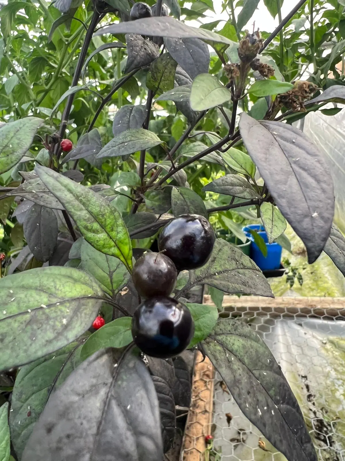 Seed Freaks - Chilli - Black Cuban