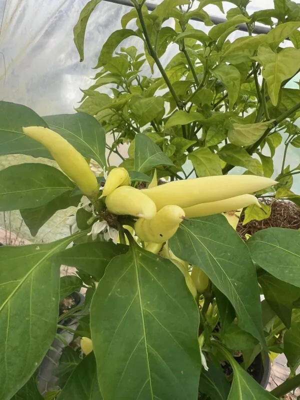 Seed Freaks - The Enigmatic "Golden Needle"
