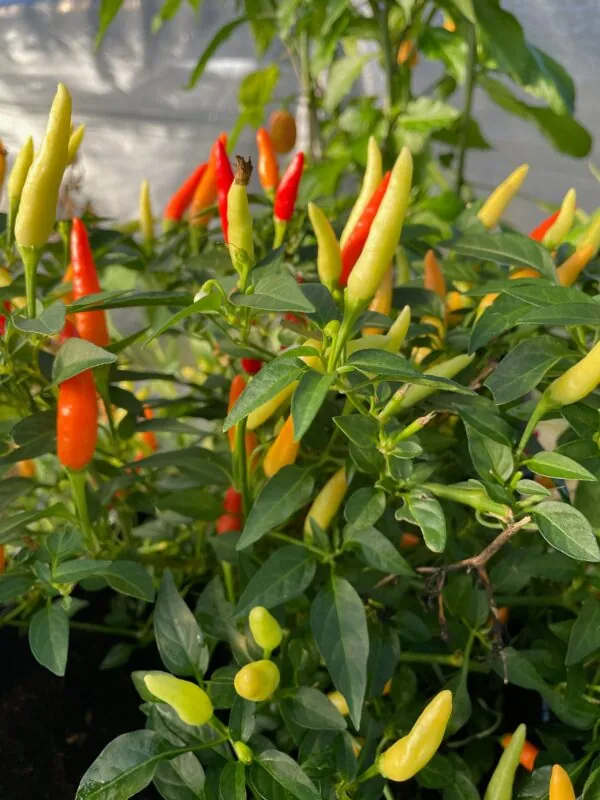 Seed Freaks - Fire Cracker Piquin