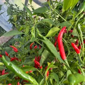 Seed Freaks - Chilli - Goat Horn