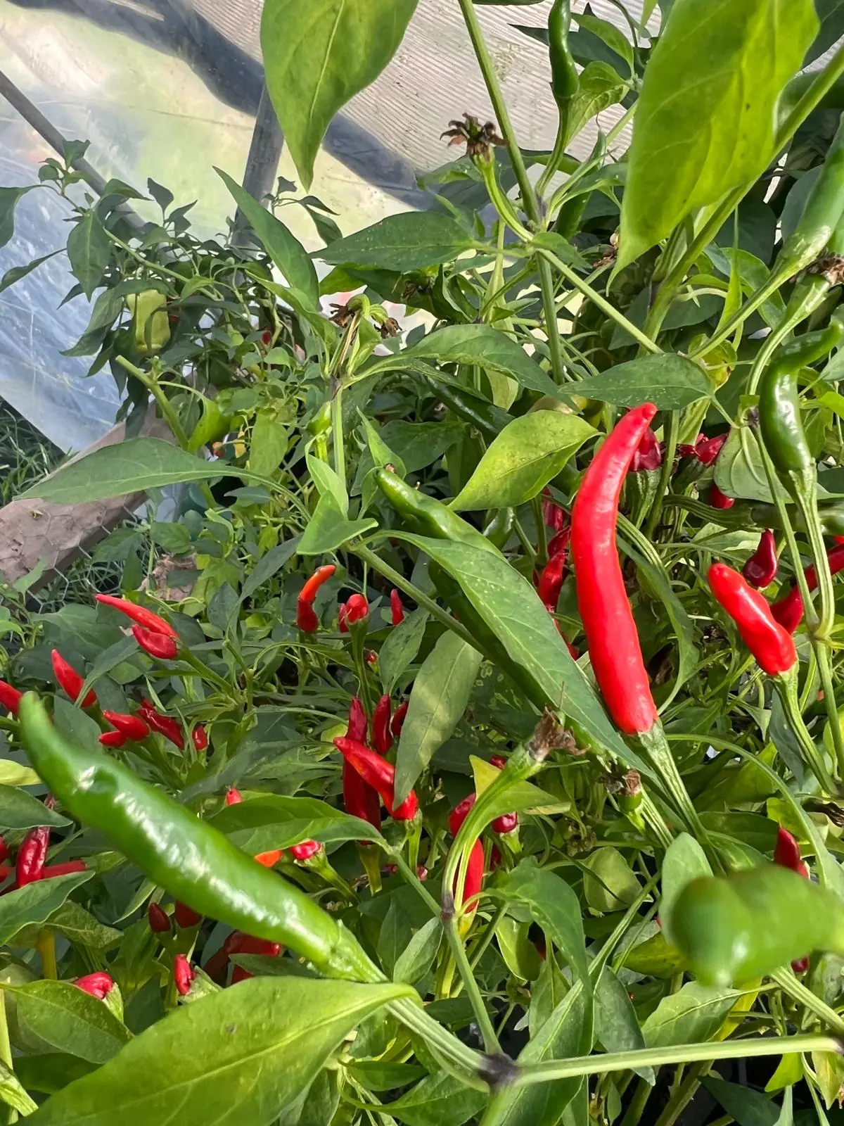 Seed Freaks - Chilli - Goat Horn