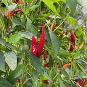 Seed Freaks - Chilli/Capsicum: Hungarian Sweet Paprika