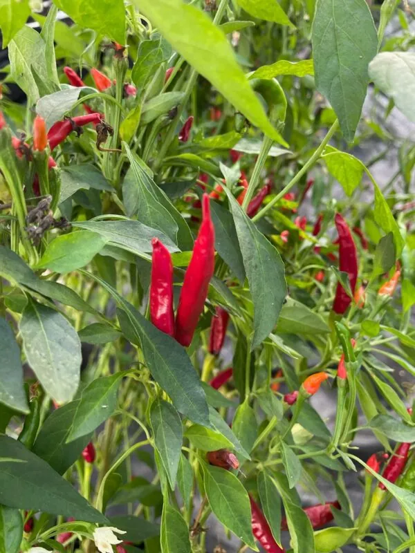 Seed Freaks - Chilli/Capsicum: Hungarian Sweet Paprika