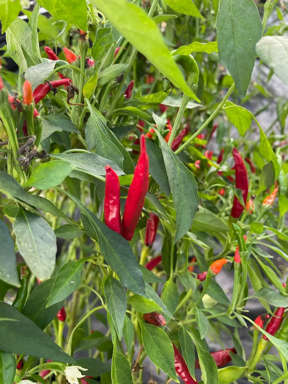 Seed Freaks - Chilli/Capsicum: Hungarian Sweet Paprika