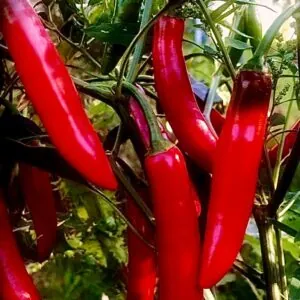 Seed Freaks - Serrano
