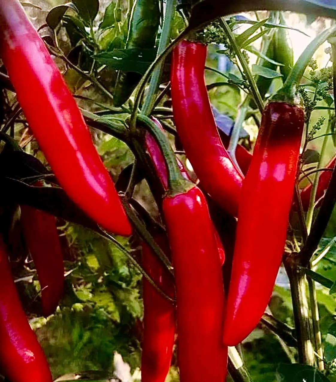 Seed Freaks - Serrano