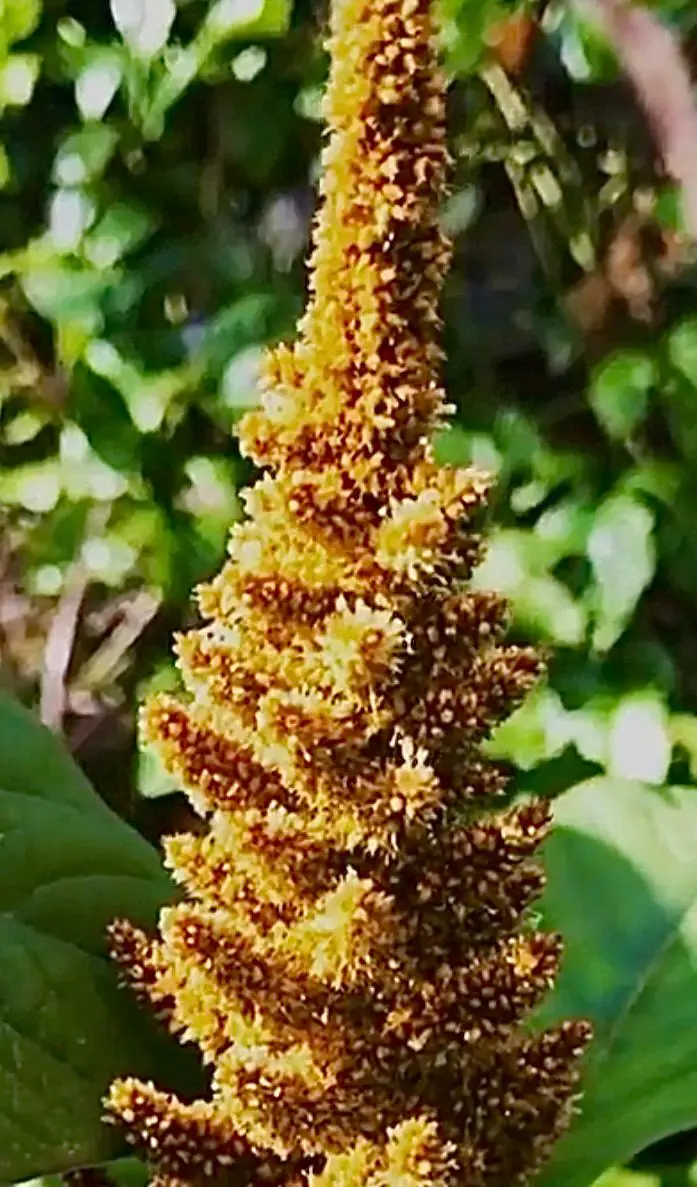 Seed Freaks - Amaranth - Golden