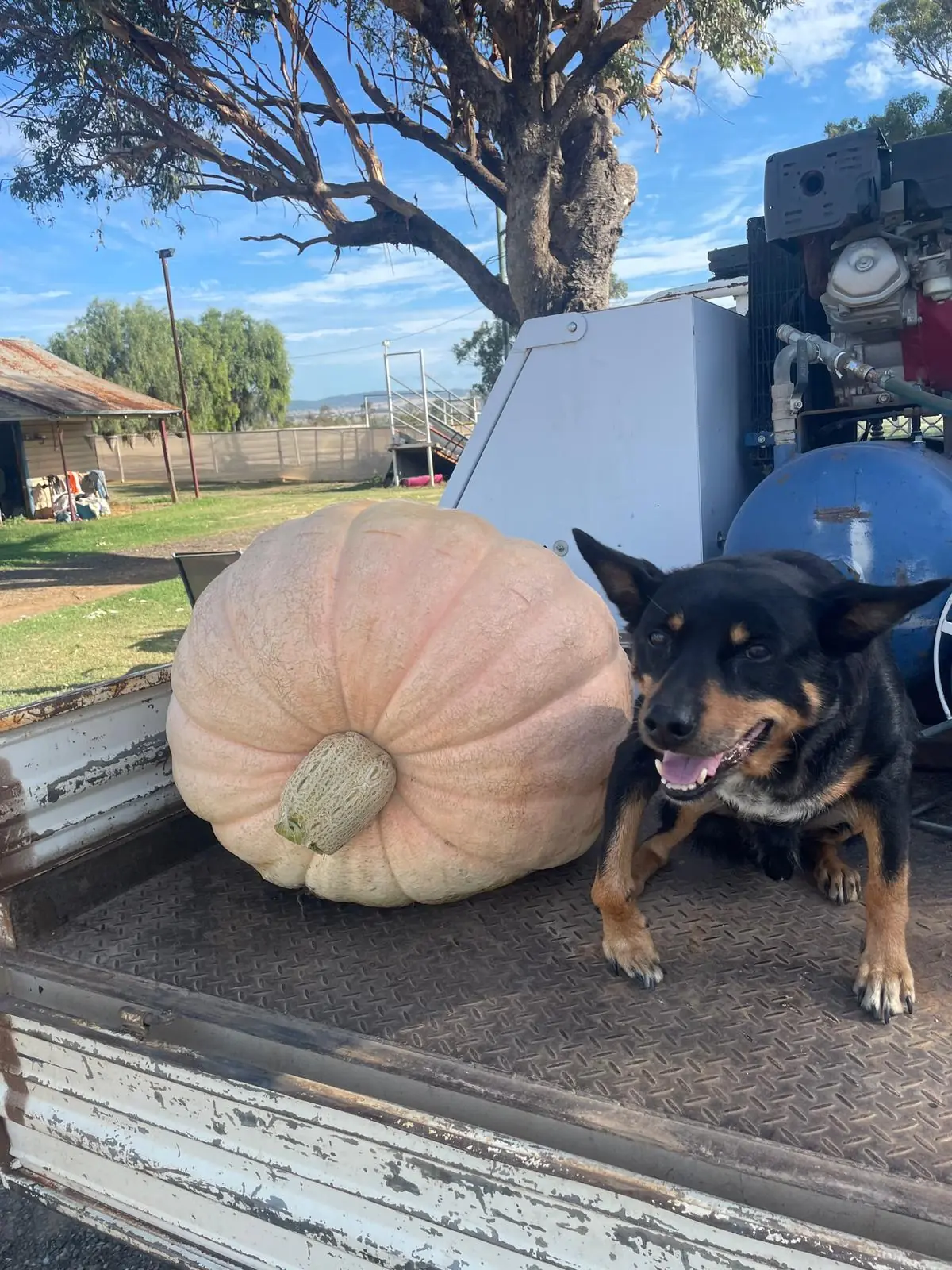 Seed Freaks - Big Max