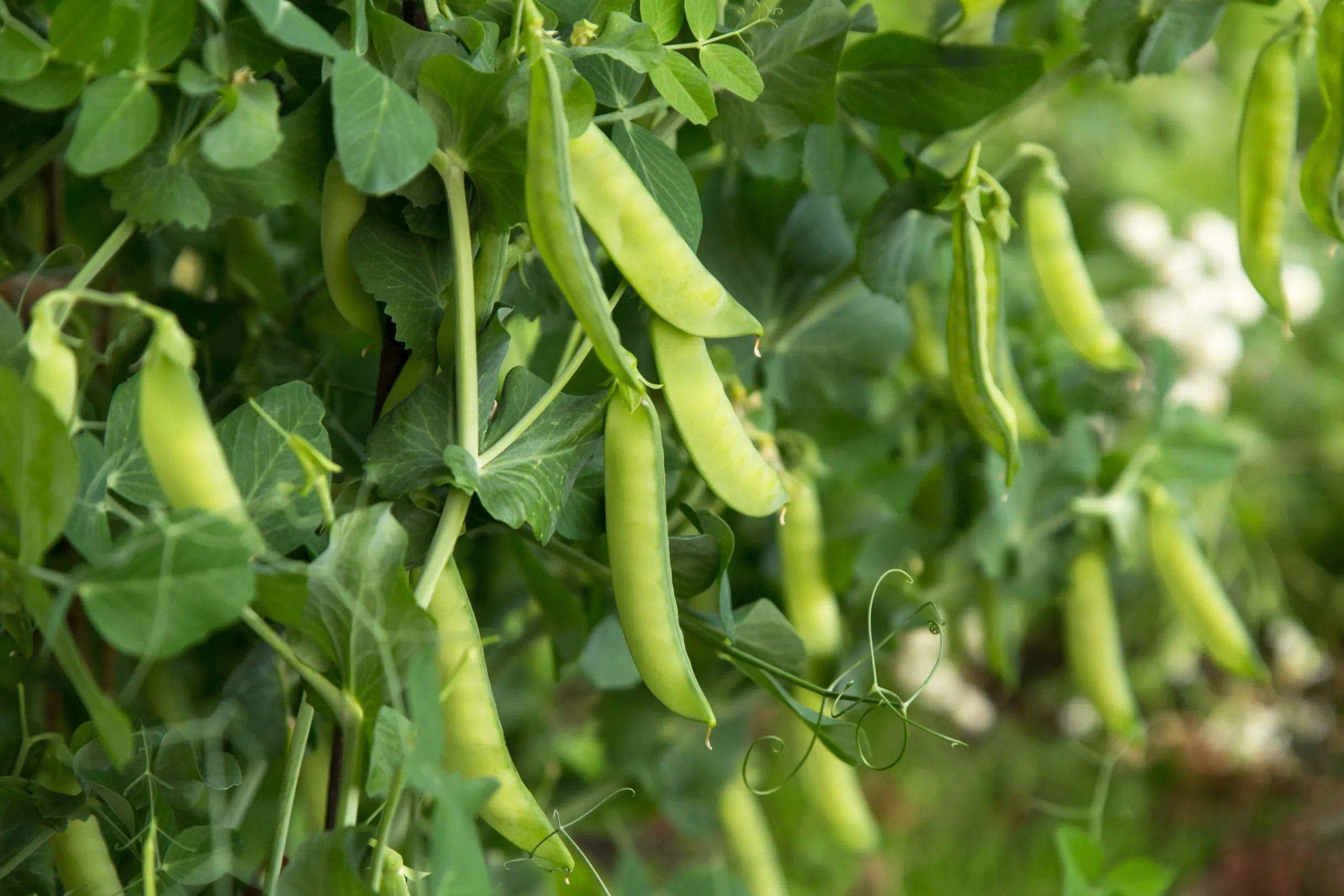 Seed Freaks - Spanish Skyscraper