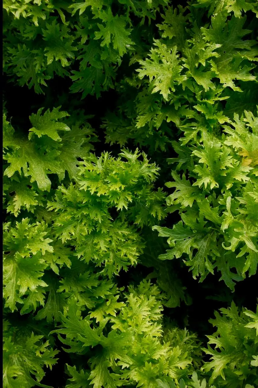 Seed Freaks - Specialty Greens: Wasabina